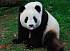 Фигурка - Гигантская панда самец, размер 10 х 4 х 5 см.  - миниатюра №1